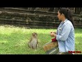 Animal Zone Show | Monkey with Lovely Girl - Smart Girl with monkey in Angkor Wat / Monkey with food