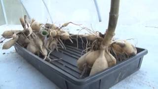 Digging and dividing Dahlia tubers