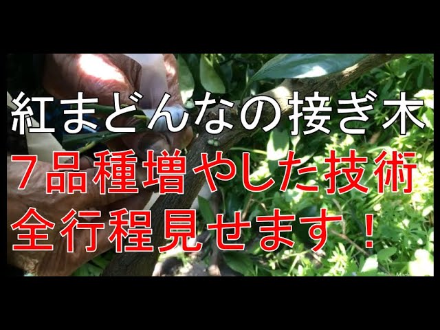 みかん農家60年 みかんの接ぎ木の方法 高級紅まどんな Youtube