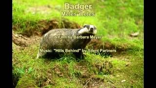Badger - Meles Meles