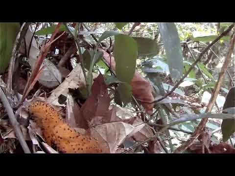 This baby bird instinctively mimics a poisonous caterpillar