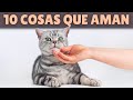 10 COSAS que los gatos ADORAN (y su EXPLICACIÓN)