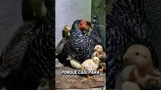 matriz com seus filhotes 🤔 #galinha #criador #vidanaroça