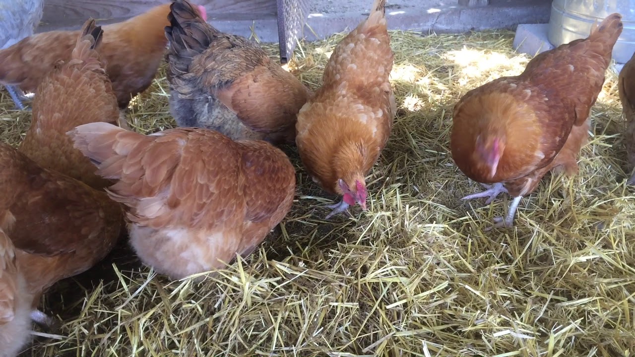 Lighting Requirements for Laying Hens YouTube