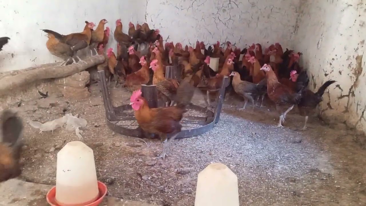 متوفر فلوس فيومي دهبي حر جيل اول للبيع مدينة سيدي سليمان عدد 120 عمر 4اشهر هاتف 0710176620