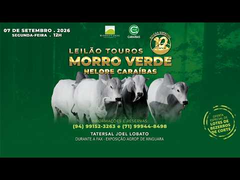 LOTE 48
