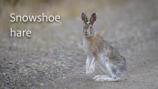 Snowshoe hare, Alaska USA