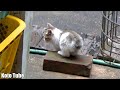 野良猫の子猫の雨宿り!猫ハウスにかわいいお客さん!