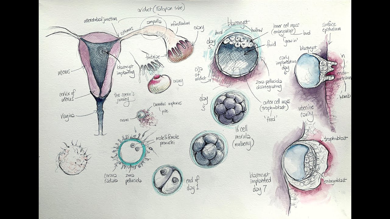 Lockdown Embryology with Prof Alice Roberts #1: The first week