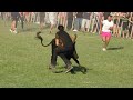 ST JEAN DE SERRES BANDIDO DE 10 TAUREAUX 24/06/2023