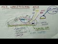 medial longitudinal arch of foot