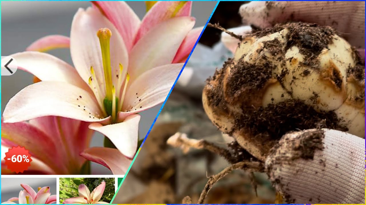 Розпродаж - надії та розчарування 