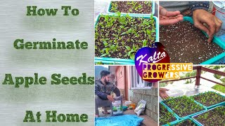 Apple Seeds Germination at Home Step by Step Easy Process screenshot 4