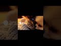 可哀想な子猫を守ってあげるポメラニアン