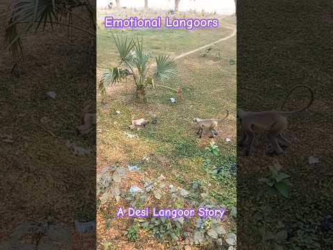 ମାଙ୍କଡ ଟିଏ ମରି ପଢିଥିବା ଦେଖି ଆଉ ଏକ ମାଙ୍କଡ by DEBADATTA DASH VLOGS AND ENTERTAINMENT