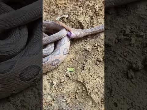 #shortsfeed #shortsviral #notification #otheryoutubefeatures #shortvideos #trendingshorts #shorts