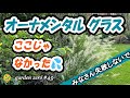 【オーナメンタルグラス】美しく育てたいなら場所を選んで！