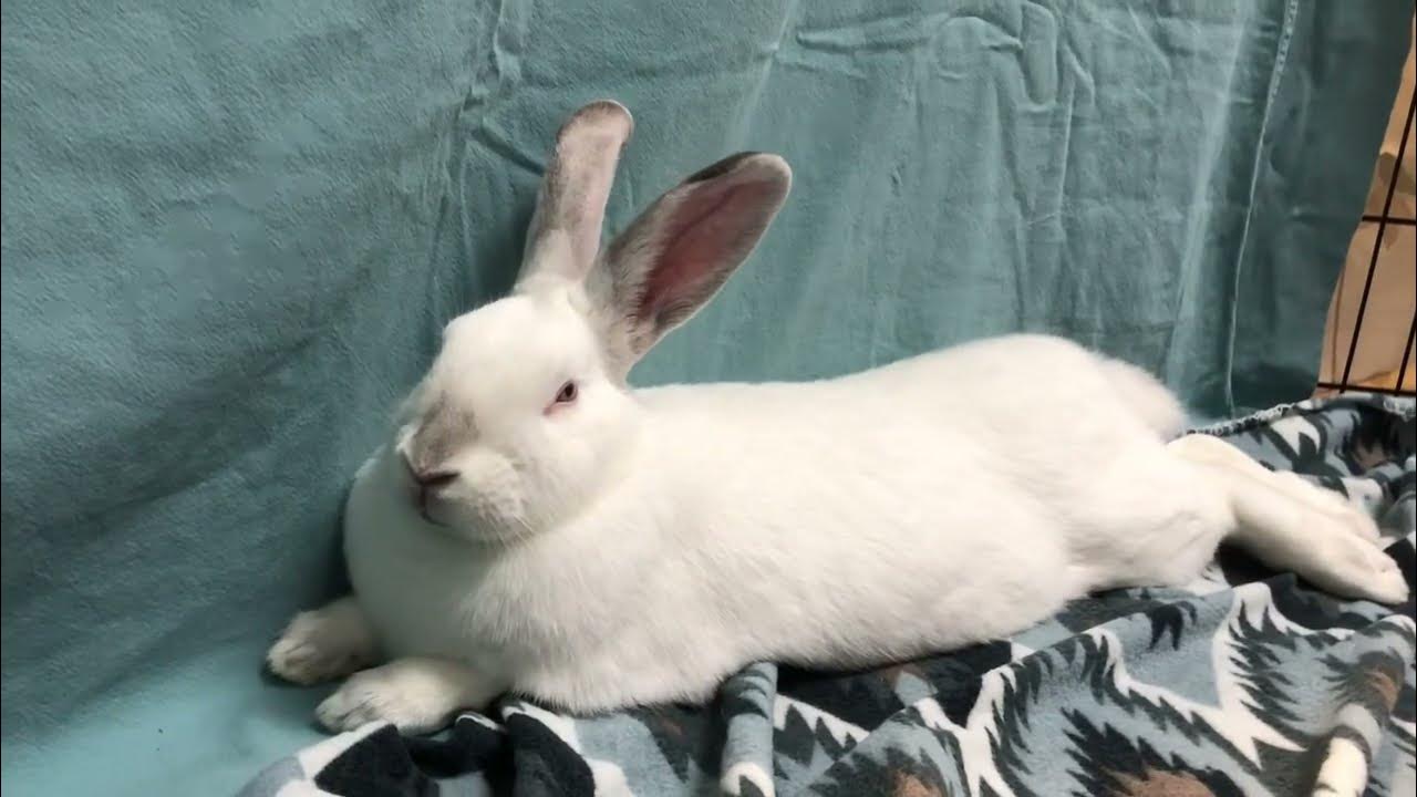 House Rabbit Network Adoptable Twyla YouTube