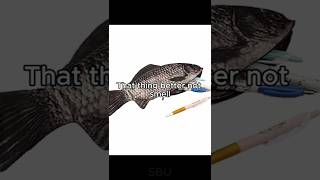 Pencil Cases I Better Not See