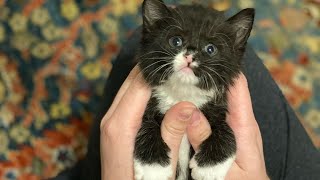 Wobbly kitten found by himself by TinyPaws 1,246 views 2 weeks ago 1 minute, 55 seconds