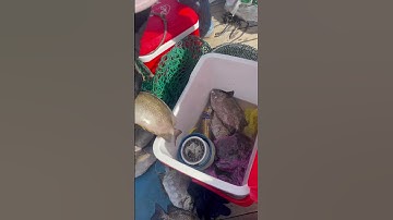 Báo cá dìa ngày nay ăn mạnh