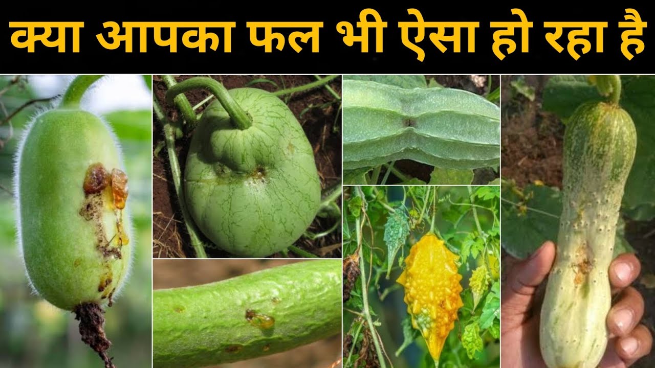 इस काम को करने के बाद एक भी फल ऐसा नहीं होगा 💯  || Fruit fly control