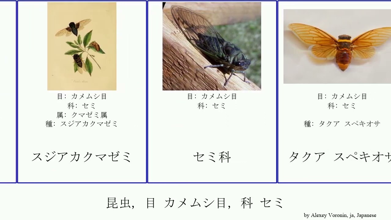 昆虫 目 カメムシ目 科 セミ Pan Josh Insect House Cicadidae エゾゼミ クマゼミ 熊蝉 Hemiptera クマゼミ属 ツマグロゼミ ヒメハルゼミ ヒグラシ Youtube