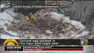Second Egg Laid At Hays Bald Eagles' Nest Hays Bald Eagles Lay Second Egg