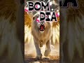 #bomdiaabençoado #viral #viralvideo #viralshorts #viralreelsシ #motivacional