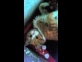 My Cat 2