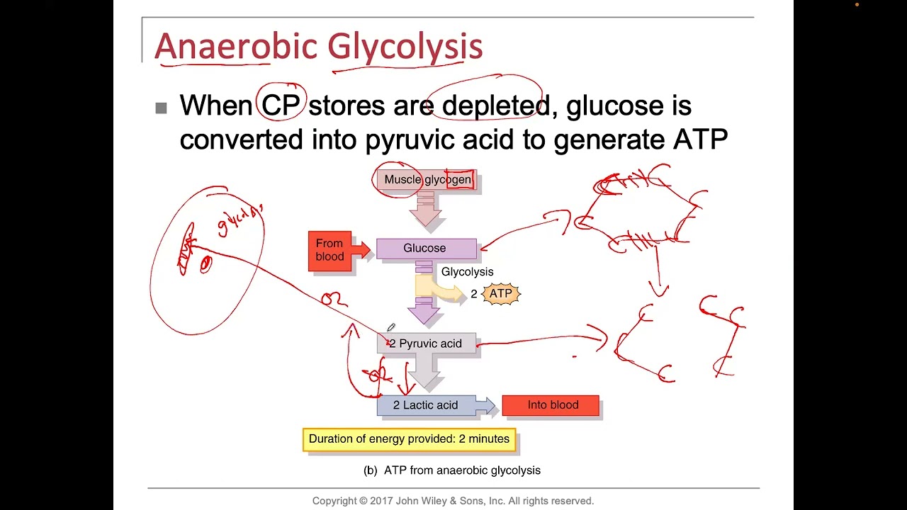 Muscles and ATP production CP, Glycolysis, Cori Cycle,  Krebs Cycle, ETC, Cholesterol Pathway, CoQ10