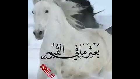 •|| تلاوات الشيخ خالد الجليل ||•رة لسورة العاديات  •? لي #خالد_الجليل