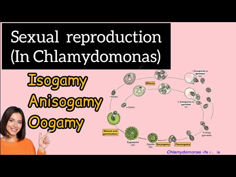 Video: Je chlamydomonas izogamní nebo anizogamní?