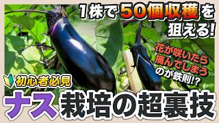【初心者必見】1株で50個収穫！？プロが教えるナス栽培の簡単裏技