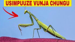 Download lagu DON'T IGNORE THIS: DO THIS EVERY TIME YOU SEE A PRAYING MANTIS—THIS IS THE MESSAGE IT BRINGS YOU