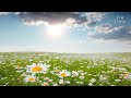 Peaceful Music, Relaxing Music, Nature Meditation Music "The Time of Spring" by Tim Janis