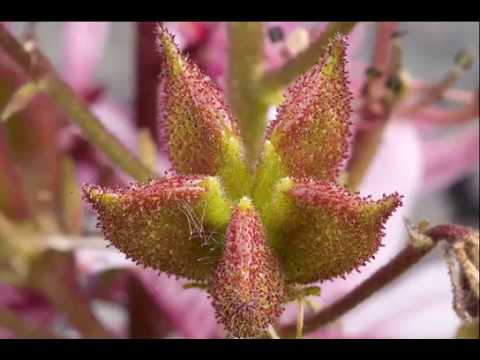 Health benefits of Butcher’s broom