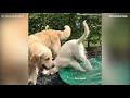 Funniest dog fail compilation 2019  funny pets  monkoodog