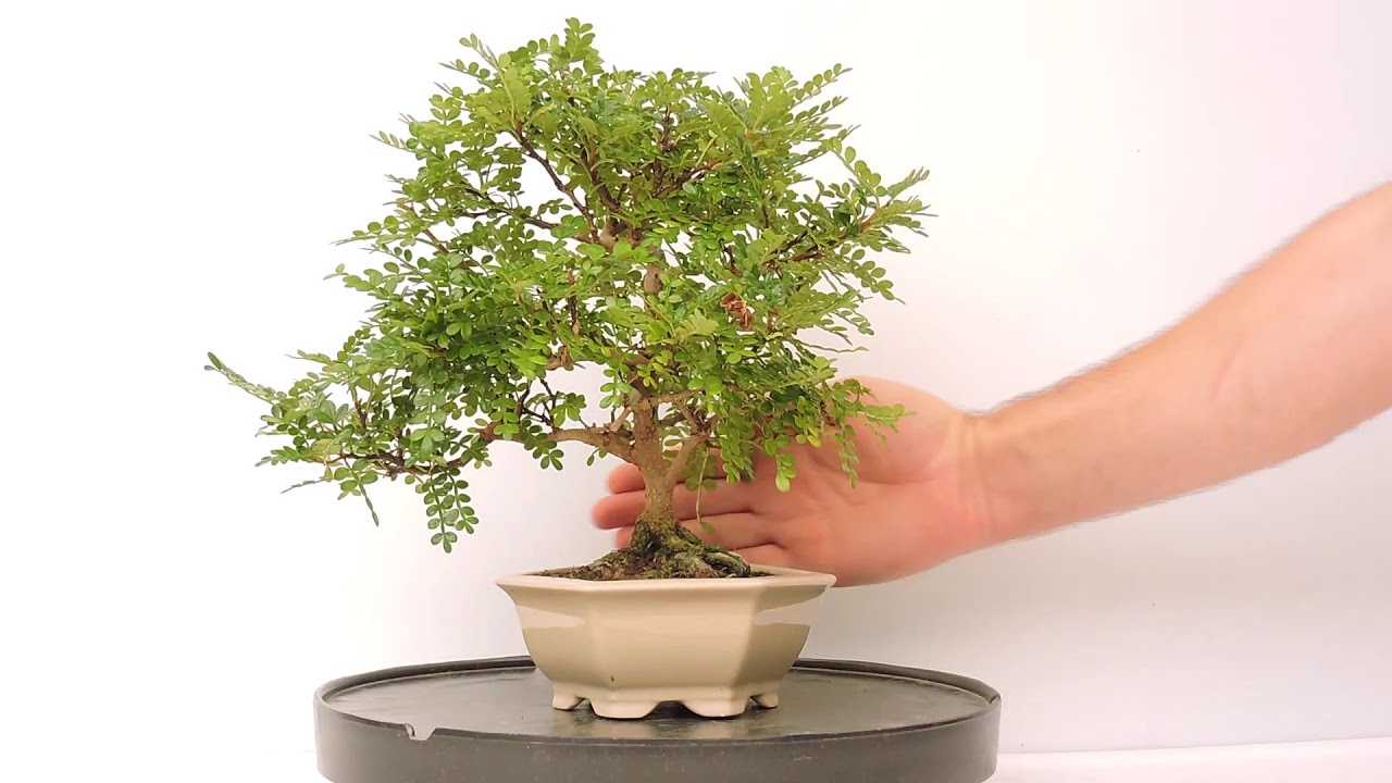 Vídeo 360º Bonsai Zanthoxylum Piperitum. Pimentero Japonés. ZXP14
