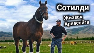 :   ..    #horse #otbozor #rek
