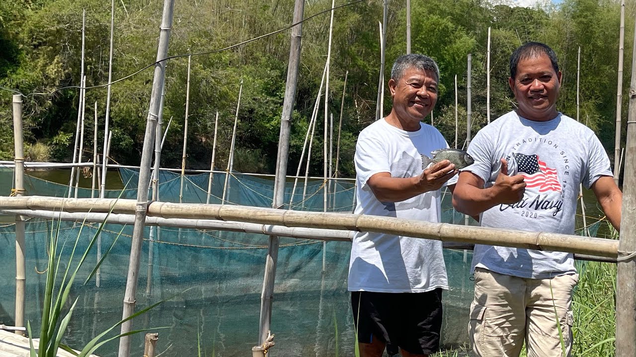 Can Tilapia Live In Brackish Water?