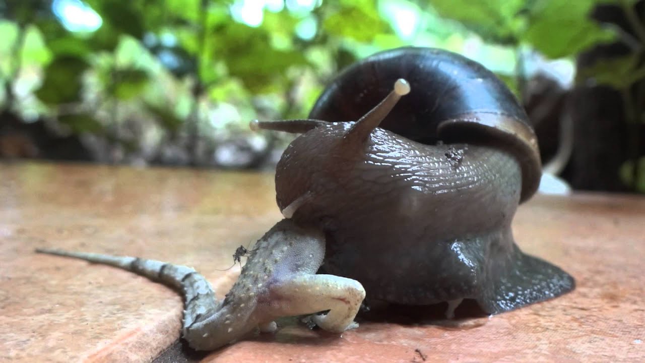 Caramujo-Gigante-Africano e Pernilongo: Alimentando-se de uma Lagartixa! Giant African Land Snail