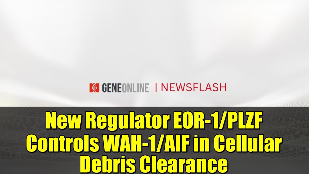 New Regulator EOR-1/PLZF Controls WAH-1/AIF in Cellular Debris Clearance | Science News