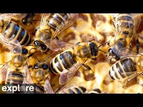 Preview image for LIVE Honey Bee Hive Cam: Inside the Colony – Buchloe, Germany | explore.org