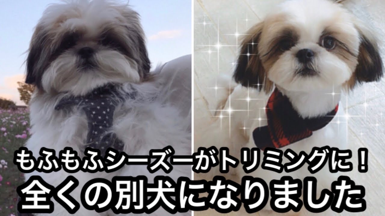 かわいい 生後6ヶ月 もふもふシーズーが全身トリミングで大変身 全く別犬になりました シーズー Shih Tzu Trimming Movie Youtube