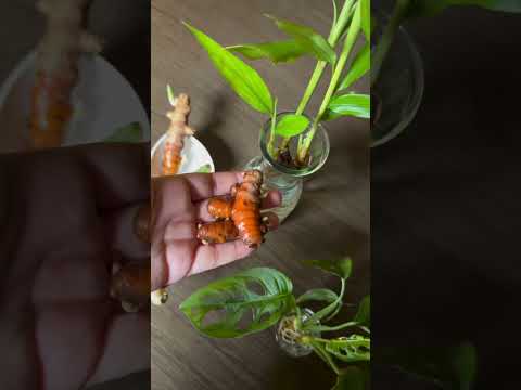 زراعة الكركم اشتراك بالقناة وشير ولايك وتفعيل الجرس اكسبلور ترندات طبخ زراعه