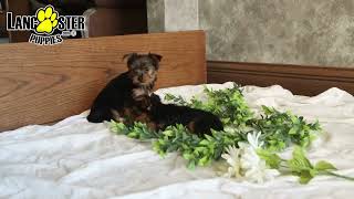 Cute Yorkshire Terrier Puppies