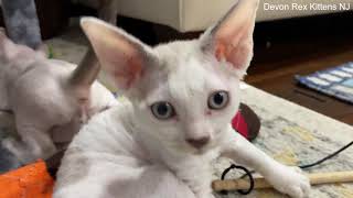 Devon Rex Kittens 9 Weeks Old Adorable Kittens Playing For Sale! by Devon Rex Kittens NJ 153 views 3 years ago 3 minutes, 32 seconds