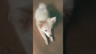 #best puppy #video #small puppy #cute puppy #funny pppy video #viral #vlogs #pubg #cool #spitz dog