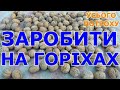 Пора збирати горіхи. Заробіток на волоських горіхах. Як заробити на горіхах?